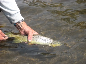 Davy releases a beautiful Gunnison River trout in CO - August 2012- TBird Photo